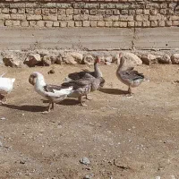 غاز|حیوانات مزرعه|شهرکرد, |دیوار