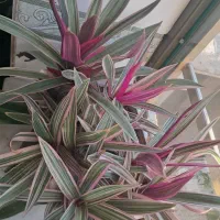 گل جوان|گل و گیاه طبیعی|بانه, |دیوار