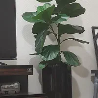 درختچه مصنوعی لیراتا