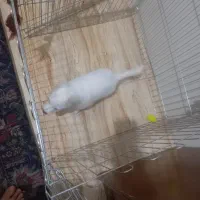 اشپیتز پامر|سگ|تبریز, |دیوار