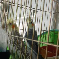 قفس و عروس هلندی460تومن|لوازم جانبی حیوانات|یزد, |دیوار