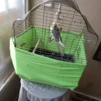 عروس هلندی نر