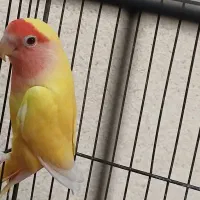 طوطی برزیلی|پرنده|اهواز, ۲۴ متری|دیوار