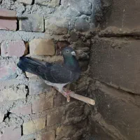 چاپی  گرفتنی ومعاوضه|پرنده|نیمروز, |دیوار