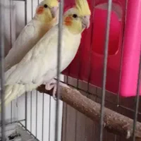 یک جفت عروس هلندی