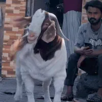 پازن بویر  اصل اصل