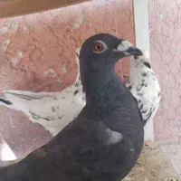 سه تا جوجی نر|پرنده|شیراز, محراب|دیوار