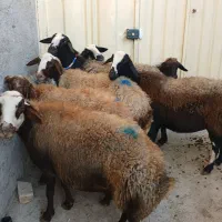 شیشک و میش یکدست