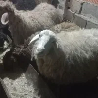 بره نژاد هترو و بره شیری هترو