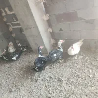 اردک اسرائ....