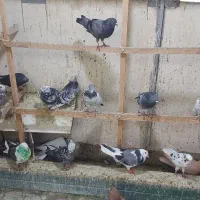 کبوتر وگنجه وخانه طور|پرنده|تهران, زیبادشت|دیوار