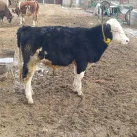 گوساله نر|حیوانات مزرعه|چهاربرج, |دیوار