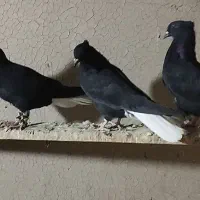 شش عدد اشعل|پرنده|آبادان, |دیوار