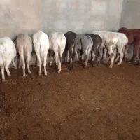 خریدفروش الاغ اسب کره