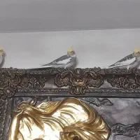 عروس هلندی یک جفت مولد(به شرط تخم گذاری بالا)|پرنده|ری, جوانمرد قصاب|دیوار