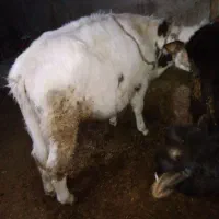 گوساله سیمینتال گوشتی|حیوانات مزرعه|باسمنج, |دیوار