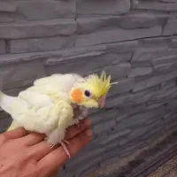 عروس هلندی|پرنده|شیراز, نصر|دیوار