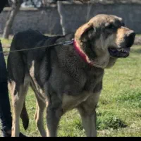 مادهپژدر|سگ|فاضل آباد, |دیوار