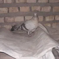 کبوتر|پرنده|ایذه, |دیوار