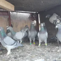 دوتیپ المانی جون همه نرشب روز ندارن|پرنده|تربتحیدریه, فردوسی جنوبی|دیوار