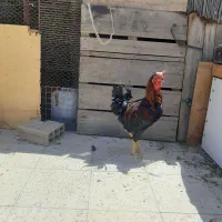 خروس سیاه