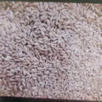 گندم دیم فروشی 50 تومن