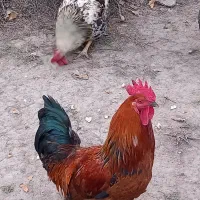 خروس|پرنده|گلی داغ, |دیوار