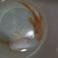 کت آلبینیو و بلو آیز|ماهی|تهران, تولید دارو|دیوار