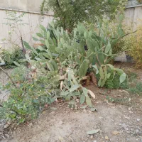 گل وگیاه کاکتوس