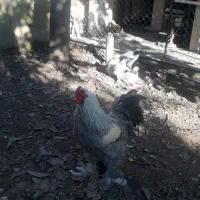 حیوانات مزرعه|حیوانات مزرعه|چالوس, |دیوار