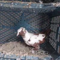 کفتر ککیلی|پرنده|اردبیل, |دیوار