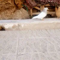 کله ای|پرنده|بم, |دیوار