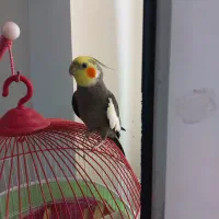 فروش عروس هلندی