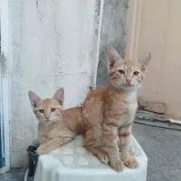 واگزاری گربه