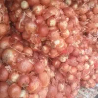 پیاز درجه یک