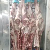 گوشت گوسفند گوساله شتر