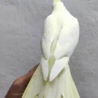 عروس هلندی ماده|پرنده|شیرود, |دیوار