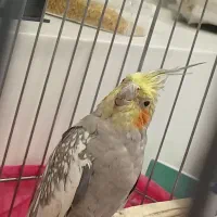 عروس هلندی ماده