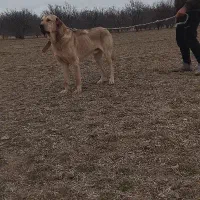 سگ عراقی پژدر