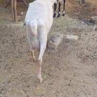 کولار سانن|حیوانات مزرعه|رحمت‌آباد, |دیوار