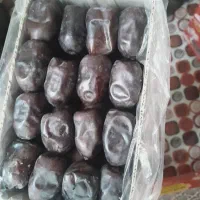 فروش انواع پاجوش پیارم و مجول|خدمات باغبانی و درختکاری|بندرعباس, |دیوار