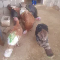 بو قلمون پنج عدد