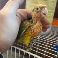 گرینچیک جوجه دبل رد یلوساید|پرنده|مشهد, یاس|دیوار