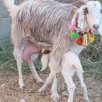 فروش بز شیرا|حیوانات مزرعه|بردسکن, |دیوار