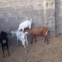 بز دورگ|حیوانات مزرعه|فردوس (خراسان), |دیوار
