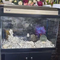 آکواریوم در حد نو|ماهی|بیرجند, |دیوار