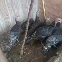 بوقلمون ۸ تا|حیوانات مزرعه|نهاوند, |دیوار