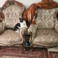 مبلمان|مبلمان خانگی و میز عسلی|تهران, وحیدیه|دیوار