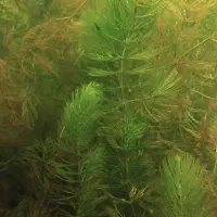 گیاه آکواریومی شویدی مخصوص اکواریوم|ماهی|تبریز, |دیوار