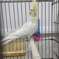 عروس هلندی لوتینو